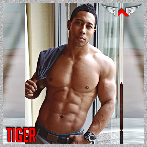 tiger